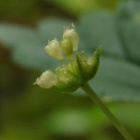 Elatostema monandrum (Buch.-Ham. ex D.Don) H.Hara